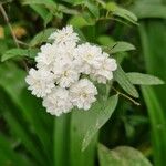 Spiraea cantoniensisফুল