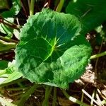 Ligularia dentata Leaf