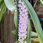 Rhynchostylis retusa ফুল