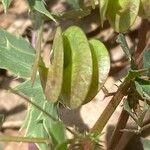 Medicago orbicularis Fruit