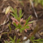 Ranunculus paludosus Лист