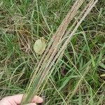 Sporobolus pyramidalis Flower