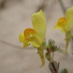 Linaria thymifolia Flor