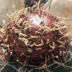 Melocactus levitestatus Flor