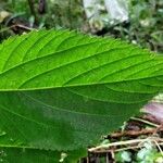 Laportea canadensis Blad