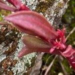 Rumex bucephalophorus Leaf
