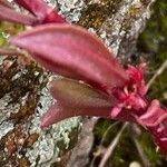 Rumex bucephalophorus 叶