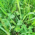 Alchemilla acutiloba Lapas