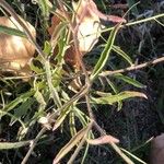 Andryala integrifolia Folha