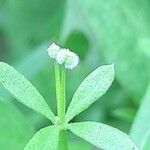 Galium spurium Frukt