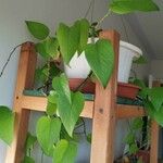 Philodendron hederaceum  var kirkbrideiपत्ता