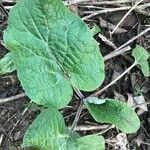 Arctium nemorosum Хабит