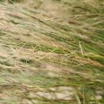 Aristida adscensionis Fruit