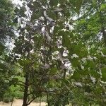 Quercus marilandica Hoja