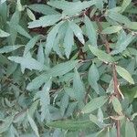 Spiraea cantoniensis Blatt