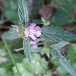 Galeopsis ladanumFlower