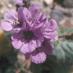 Phacelia calthifolia Lorea