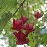 Euonymus latifolius ഫലം