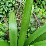 Clivia nobilis Leaf