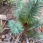 Pinus maximartinezii Hoja