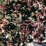 Mesembryanthemum nodiflorum Hábito