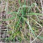 Carex sylvatica 叶