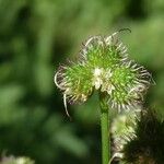 Sanicula europaea Flor