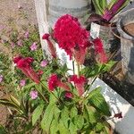 Celosia argenteaFrukt