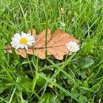 Bellis annuaFlor