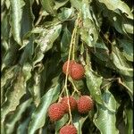 Litchi chinensis ഫലം