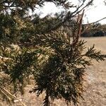 Juniperus virginiana Leht