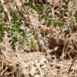 Phacelia ramosissima Агульны выгляд