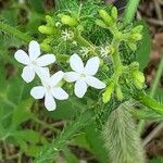 Cnidoscolus urens Flower