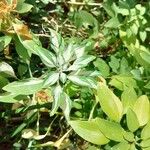 Alstroemeria psittacina Lapas