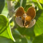 Ipomoea spathulata ফল