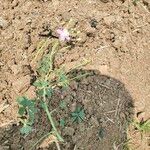 Cleome chelidonii Fleur