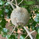 Gardenia ternifolia Fruit