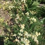 Filipendula vulgaris Blomma