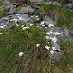 Achillea erba-rotta 花