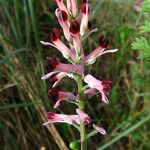 Fumaria barnolae Mosusu
