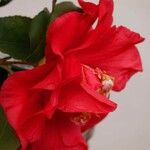 Camellia sasanqua Floare