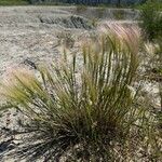 Hordeum jubatum Blatt