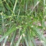 Miscanthus sinensis Leaf