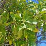 Calophyllum inophyllum葉