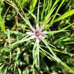 Geropogon hybridus Çiçek