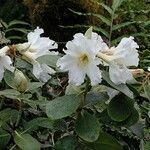 Rhododendron maddenii Flower