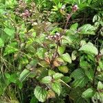 Ageratum conyzoides Hábito