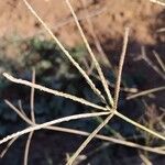 Digitaria eriantha Flower