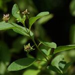 Lantana involucrata Buveinė