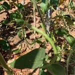 Vigna unguiculata Fruit